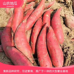 西瓜紅 地瓜 地瓜苗 紅薯苗 山東地瓜苗 廠家直銷 地瓜苗基地